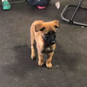 Meet your Posher, Khufu